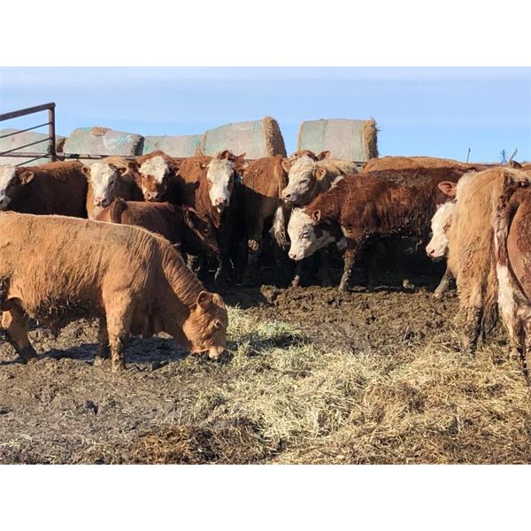 Plain Lake Farming Co. - 750# Steers - 50 Head (Two Hills, AB)
