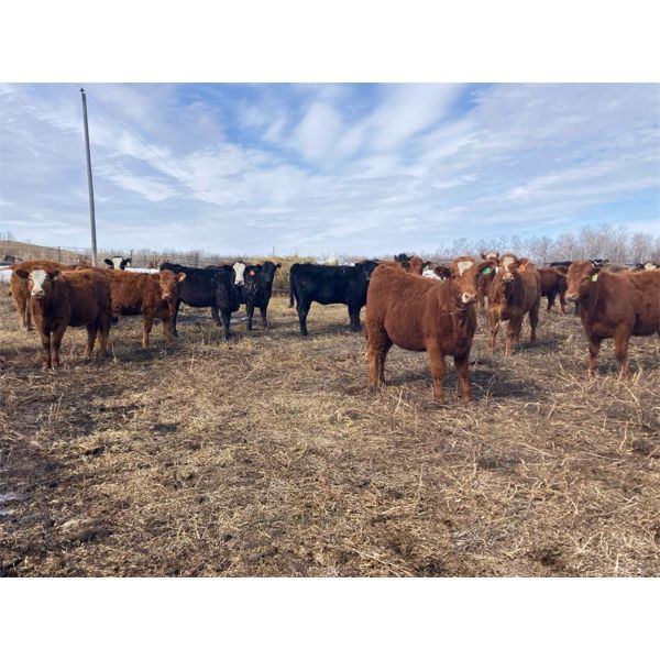 Lee Johnston - 975# Heifers - 122 Head (Welwyn, SK)