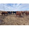 Image 1 : Lee Johnston - 975# Heifers - 122 Head (Welwyn, SK)
