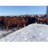 Image 3 : Lee Johnston - 975# Heifers - 122 Head (Welwyn, SK)