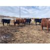 Image 6 : Lee Johnston - 975# Heifers - 122 Head (Welwyn, SK)