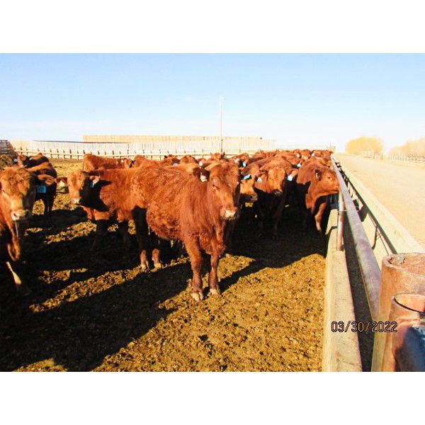 Helland Land & Cattle Co. Ltd. - 923# Steers - 67 Head (Lomond, AB)