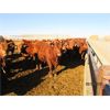 Image 1 : Helland Land & Cattle Co. Ltd. - 923# Steers - 67 Head (Lomond, AB)