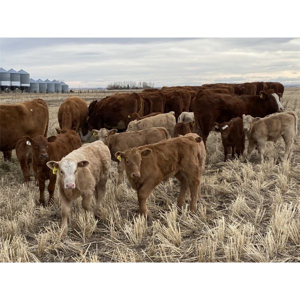 Jordie & Shelly Suitor - 1st & 2nd Calf Pairs - 17 Pairs (Blackie, AB)