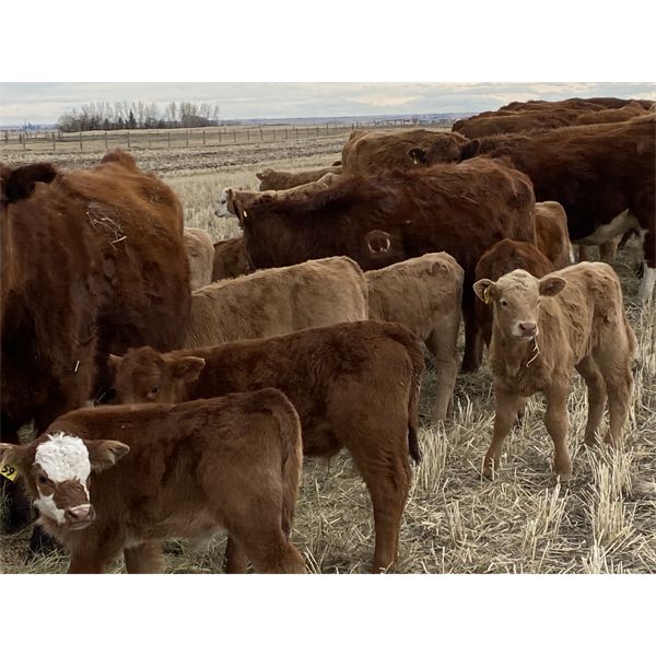 Jordie & Shelly Suitor - 1st & 2nd Calf Pairs - 16 Pairs (Blackie, AB)