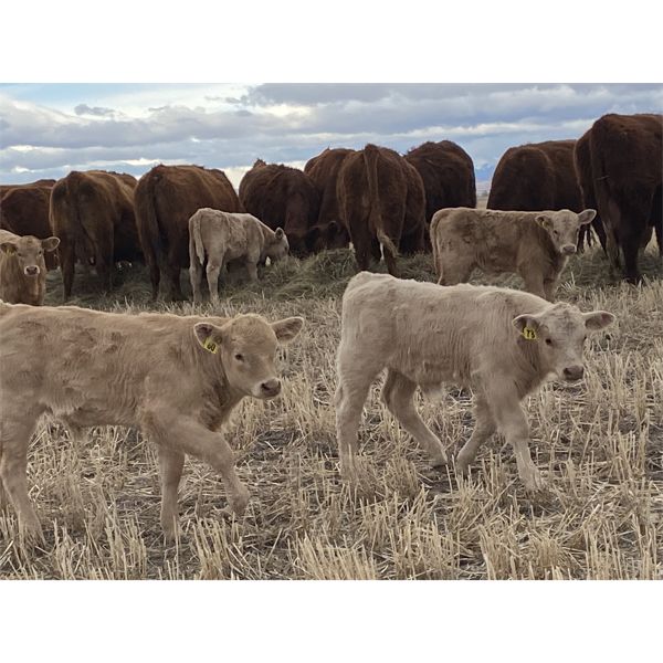 Jordie & Shelly Suitor - 3rd & 4th Calf Pairs - 9 Pairs (Blackie, AB)
