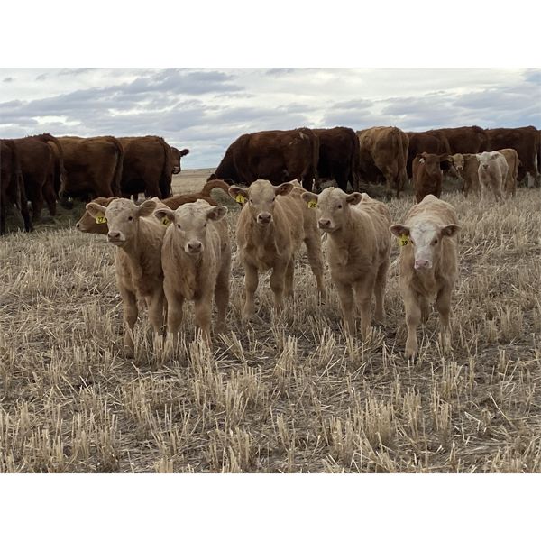 Jordie & Shelly Suitor - 5th & 6th Calf Pairs - 20 Pairs (Blackie, AB)