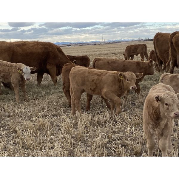 Jordie & Shelly Suitor - 7th & 8th Calf Pairs - 13 Pairs (Blackie, AB)