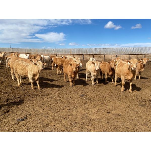 RJ Land & Cattle - 850# Heifers - 225 Head (Lethbridge, AB)