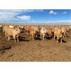 Image 1 : RJ Land & Cattle - 850# Heifers - 225 Head (Lethbridge, AB)