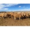 Image 2 : RJ Land & Cattle - 850# Heifers - 225 Head (Lethbridge, AB)