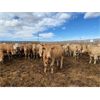 Image 4 : RJ Land & Cattle - 850# Heifers - 225 Head (Lethbridge, AB)