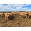 Image 5 : RJ Land & Cattle - 850# Heifers - 225 Head (Lethbridge, AB)