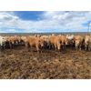 Image 6 : RJ Land & Cattle - 850# Heifers - 225 Head (Lethbridge, AB)