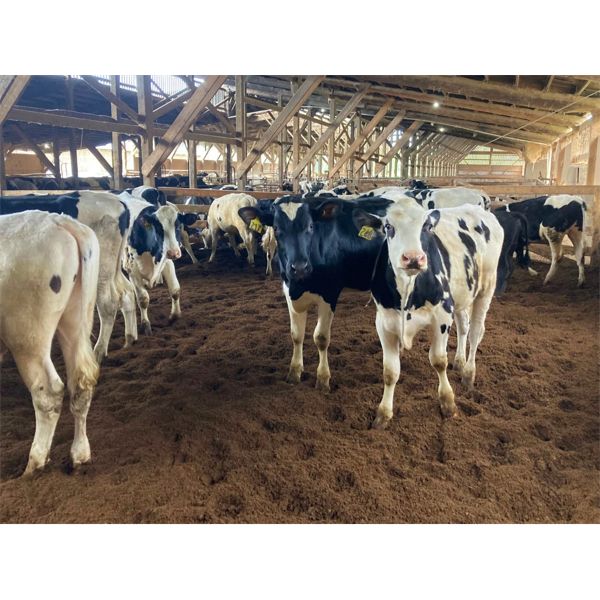 Iberg Farms Ltd. - 500# Steers - 30 Head (Langley, BC)