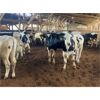 Image 1 : Iberg Farms Ltd. - 500# Steers - 30 Head (Langley, BC)