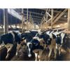 Image 2 : Iberg Farms Ltd. - 500# Steers - 30 Head (Langley, BC)