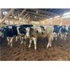 Image 3 : Iberg Farms Ltd. - 500# Steers - 30 Head (Langley, BC)