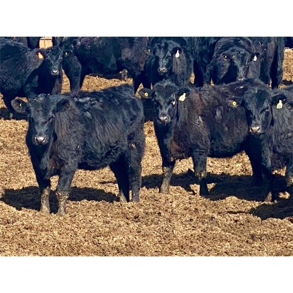 Carhills Land & Cattle & Greg Lausen - 700# Heifers - 85 Head (Strathmore, AB)
