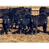 Image 2 : Carhills Land & Cattle & Greg Lausen - 700# Heifers - 85 Head (Strathmore, AB)