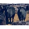 Image 6 : Carhills Land & Cattle & Greg Lausen - 700# Heifers - 85 Head (Strathmore, AB)