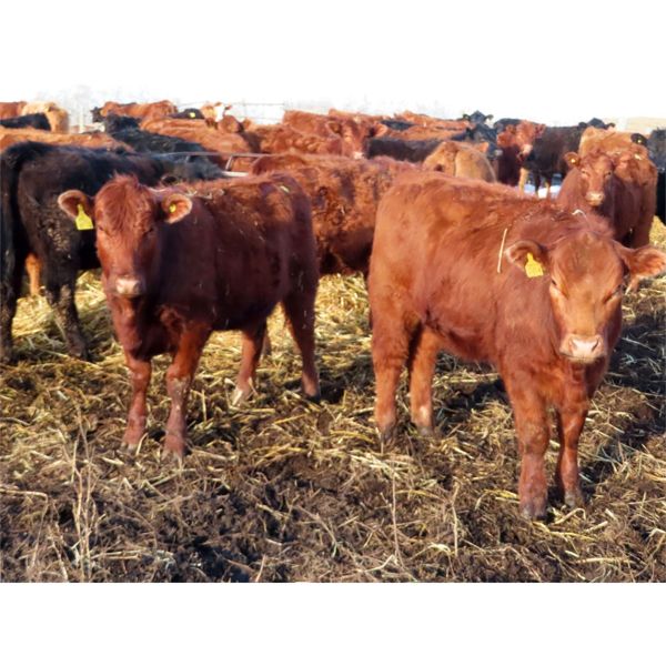 Lee Johnston - 1000# Heifers - 180 Head (Welwyn, SK)
