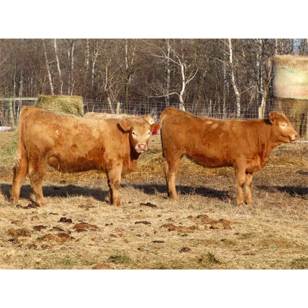 Lee Johnston - 1000# Heifers - 180 Head (Welwyn, SK)