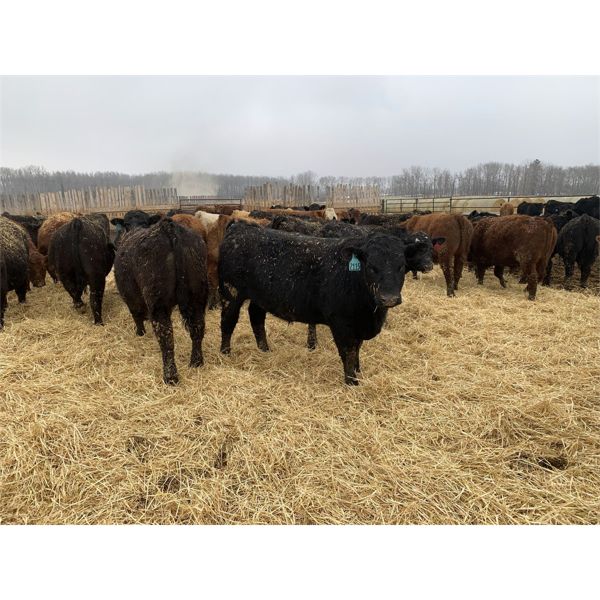 Rice Farms - 930# Steers - 65 Head (Lacombe, AB)