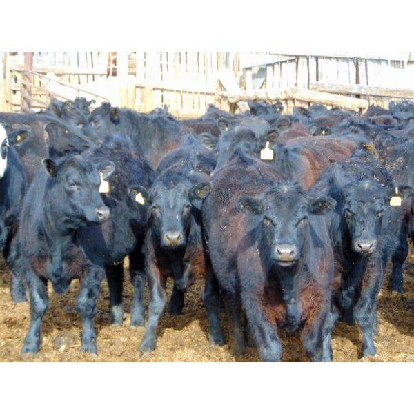 Rob Mossey - 900# Steers - 136 Head (Vauxhall, AB)