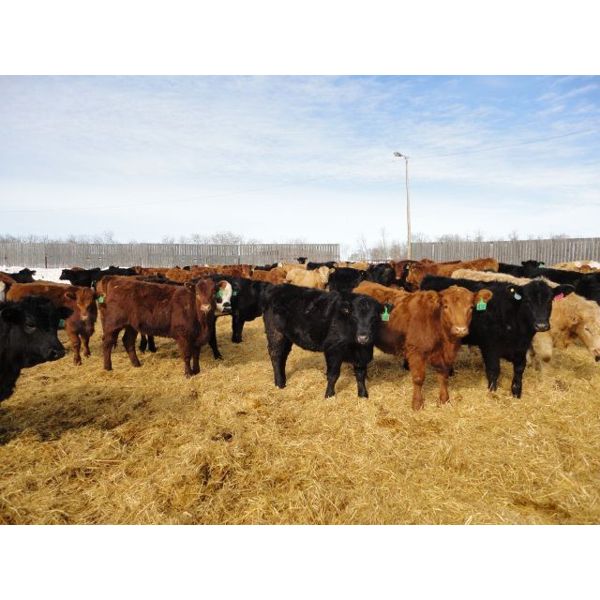 John & Joel Youst - 950# Heifers - 195 Head (Mayfair, SK)