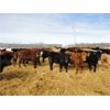 Image 1 : John & Joel Youst - 950# Heifers - 195 Head (Mayfair, SK)