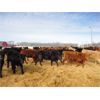 Image 2 : John & Joel Youst - 950# Heifers - 195 Head (Mayfair, SK)