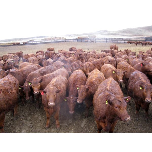 Majestic Ranches Ltd. - 830# Steers - 150 Head (Jenner, AB)