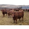 Image 2 : Majestic Ranches Ltd. - 830# Steers - 150 Head (Jenner, AB)