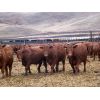 Image 3 : Majestic Ranches Ltd. - 830# Steers - 150 Head (Jenner, AB)