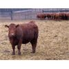 Image 4 : Majestic Ranches Ltd. - 830# Steers - 150 Head (Jenner, AB)