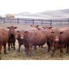 Image 5 : Majestic Ranches Ltd. - 830# Steers - 150 Head (Jenner, AB)
