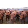 Image 6 : Majestic Ranches Ltd. - 830# Steers - 150 Head (Jenner, AB)