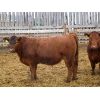 Image 7 : Majestic Ranches Ltd. - 830# Steers - 150 Head (Jenner, AB)