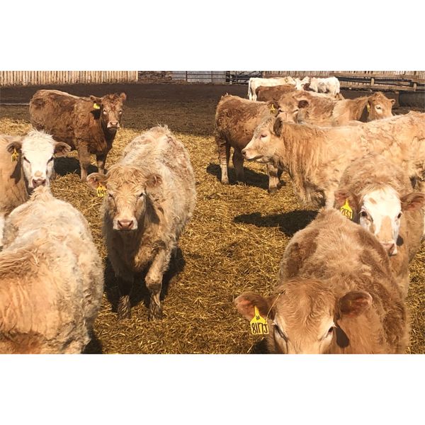 Winn Man Farms - 700# Heifers - 90 Head (Winnipegosis, MB)