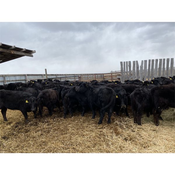 Foxwood Farms - 625# Heifers - 95 Head (Richdale, AB)