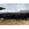 Image 1 : Foxwood Farms - 625# Heifers - 95 Head (Richdale, AB)