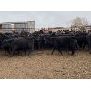 Image 2 : Foxwood Farms - 625# Heifers - 95 Head (Richdale, AB)