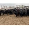Image 3 : Foxwood Farms - 625# Heifers - 95 Head (Richdale, AB)