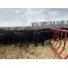 Image 5 : Foxwood Farms - 625# Heifers - 95 Head (Richdale, AB)
