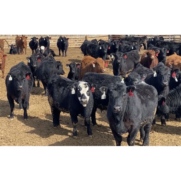 D & B Wilson - 835# Heifers - 75 Head (Airdrie, AB)