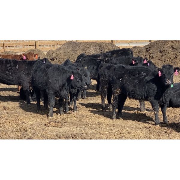 D & B Wilson - 850# Heifers - 65 Head (Airdrie, AB)