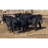 Image 2 : D & B Wilson - 850# Heifers - 65 Head (Airdrie, AB)