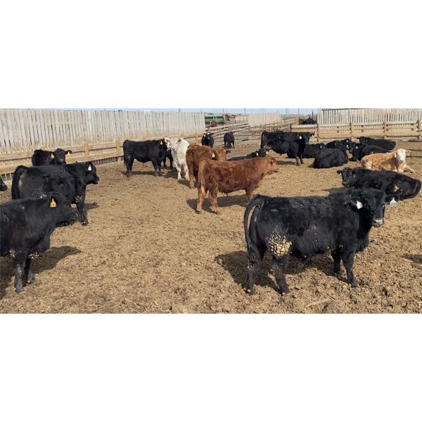 D & B Wilson - 920# Steers - 63 Head (Airdrie, AB)