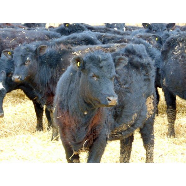 Leon Torkelson - 640# Heifers - 70 Head (Millicent, AB)